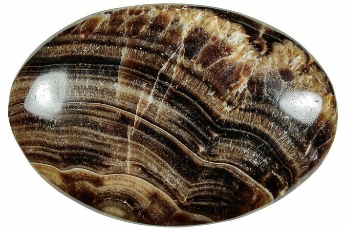 Polished Chocolate Calcite Palm Stone - Pakistan #220929